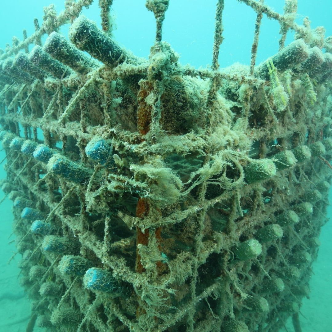 coral-wine-croatia-03