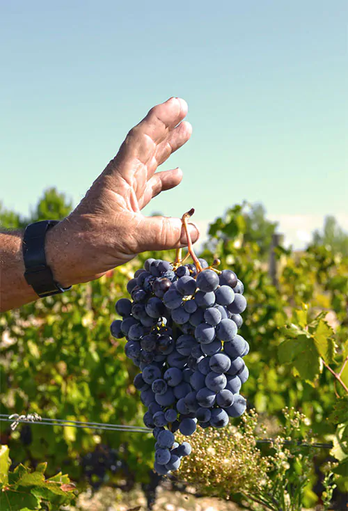 witrina_wine_grapes.jpg