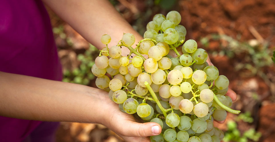 malvazija grape wine